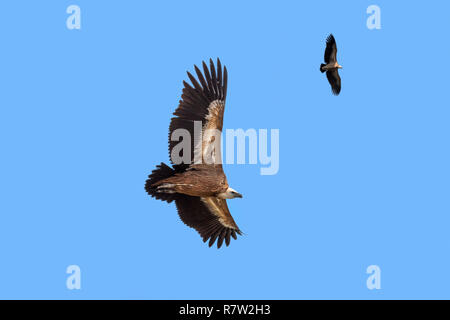 Deux vautours / Eurasian griffon (Gyps fulvus) en vol, le planeur contre le ciel bleu Banque D'Images