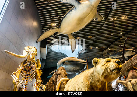 Musée d'Histoire Naturelle de Shanghai Vue de l'intérieur avec des mammifères marins de l'époque quaternaire Banque D'Images