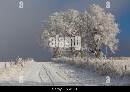 La France, l'Aveyron, Montfranc, route en hiver Banque D'Images