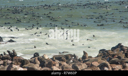 Des otaries à fourrure du Cap la côte ouest namibien Banque D'Images