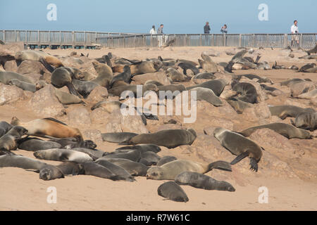 Des otaries à fourrure du Cap la côte ouest namibien Banque D'Images