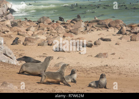 Des otaries à fourrure du Cap la côte ouest namibien Banque D'Images