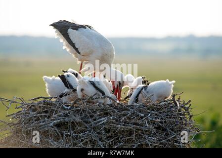 Cigogne blanche, youngs demande quelque chose à manger (Ciconia ciconia), France Banque D'Images