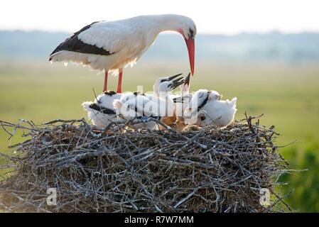 Cigogne blanche, youngs demande quelque chose à manger (Ciconia ciconia), France Banque D'Images