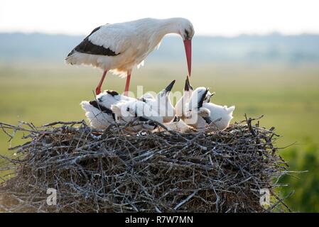 Cigogne blanche, youngs demande quelque chose à manger (Ciconia ciconia), France Banque D'Images