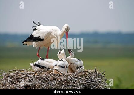 Cigogne blanche sur l'alimentation des petits nid (Ciconia ciconia), France Banque D'Images