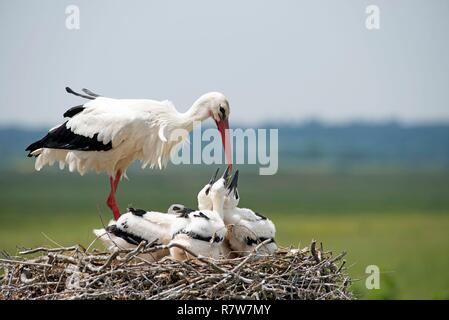 Cigogne blanche, youngs demande quelque chose à manger (Ciconia ciconia), France Banque D'Images