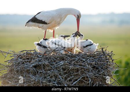 Cigogne blanche, youngs demande quelque chose à manger (Ciconia ciconia), France Banque D'Images