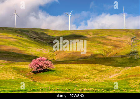 Le dirigeant d'une full blooming Cherry Tree se détache sur les collines de la Columbia Hills où trois éoliennes tourner sur la gorge winds Banque D'Images