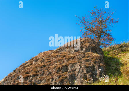 Un arbre pousse à la base du rocher de basalte sur une colline au-dessus de culture Catherine Creek Trail dans la gorge du Columbia près de Lyle, Washington. Banque D'Images