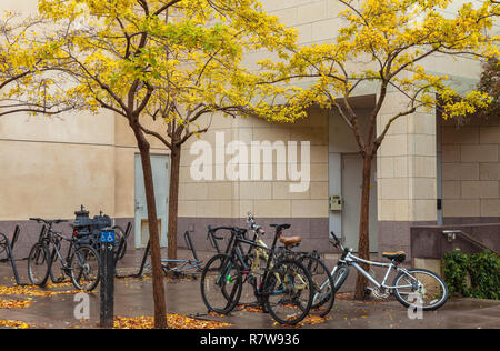 Parc des bicyclettes sous les arbres au cours de la pluie à l'Université de Stanford, à Palo Alto, Californie, États-Unis Banque D'Images