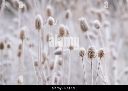 Chardons givrés (Dipsacus fullonum) sur un froid matin d'hiver dans le Parc National de Cairngorms, en Écosse Banque D'Images