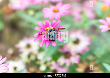 Gros plan macro d'abeille charpentière la collecte du pollen de rose, violet daisy zinnia fleur en détail et la texture montrant le jardin Banque D'Images