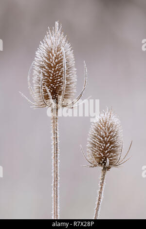 De Cardère sauvage Seedheads séchées (Dipsacus fullonum) sont couvertes de givre sur un matin d'hiver au Muir de Dinnet, dans le Parc National de Cairngorms. Banque D'Images
