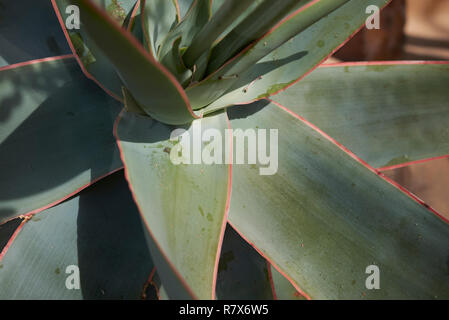 Aloe striata close up Banque D'Images