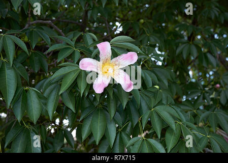 Ceiba speciosa fleur rose Banque D'Images