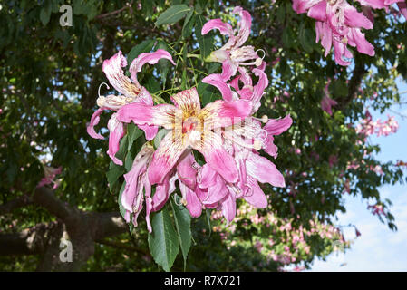 Ceiba speciosa fleur rose Banque D'Images