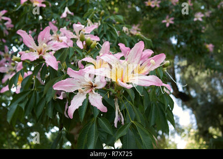 Ceiba speciosa fleur rose Banque D'Images