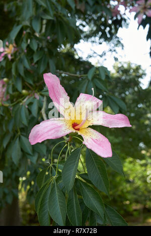 Ceiba speciosa fleur rose Banque D'Images