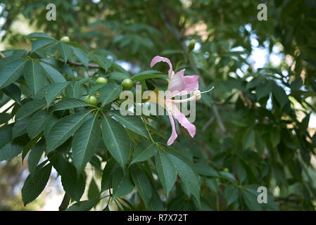 Ceiba speciosa fleur rose Banque D'Images