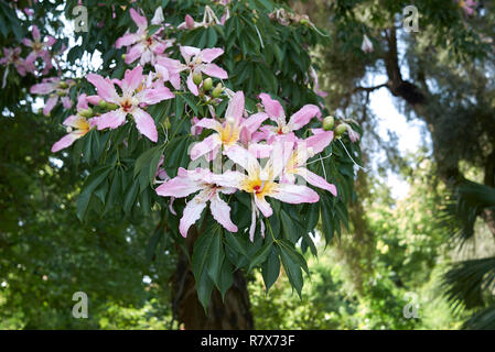 Ceiba speciosa fleur rose Banque D'Images