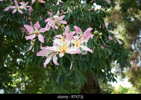 Ceiba speciosa fleur rose Banque D'Images
