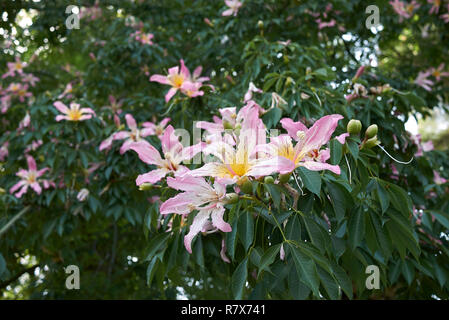 Ceiba speciosa fleur rose Banque D'Images