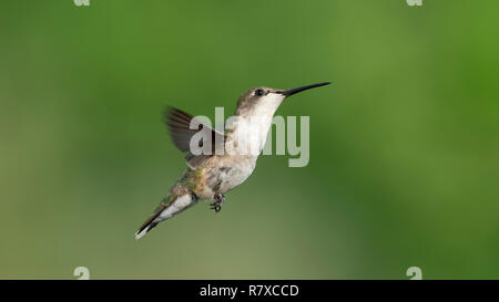 Colibri à gorge rubis en vol. Banque D'Images