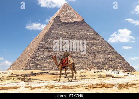 Chameau sur bédouin près de pyramide de Khafré ou de Khéphren à Gizeh, Egypte Banque D'Images