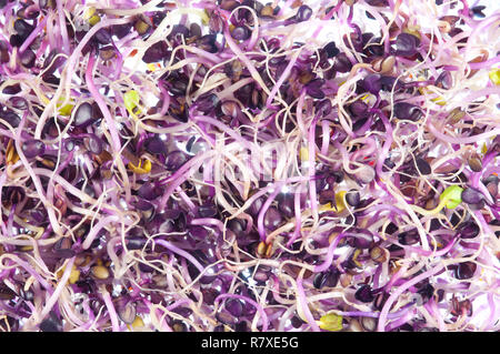 Pousses de radis, Raphanus sativus Banque D'Images