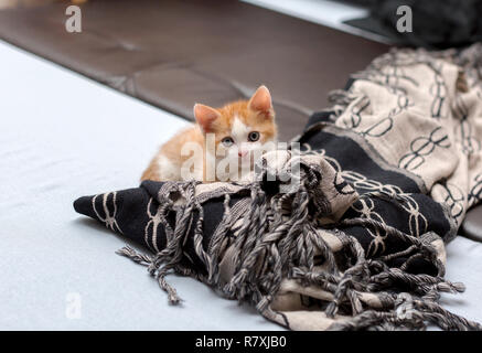 Mignon petit chaton rouge se cacher derrière une couverture. Banque D'Images