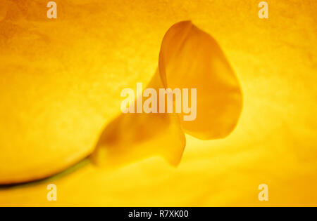 Gros plan d'une belle fleur jaune. Banque D'Images