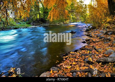 Les arbres d'or et de feuilles mortes le long d'une rivière. Banque D'Images