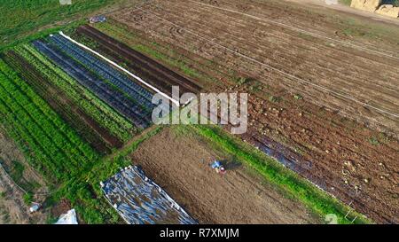 Photo aérienne de motoculteur dans le champ de légumes, fruits et fleurs, plantes en automne à Porche ferme sur 110 acres, Healdsburg, Californie, USA. Banque D'Images