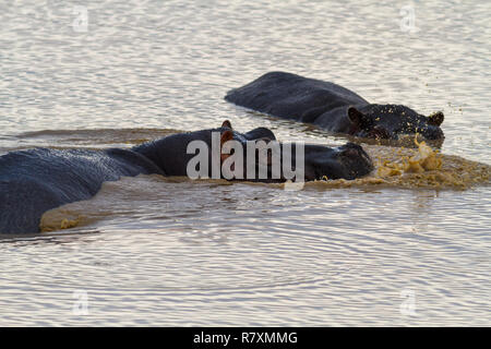 La faune de l'Afrique du Sud : deux hippos faisant des bulles dans l'eau, Kruger National Park Banque D'Images