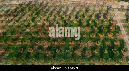 Photo aérienne de l'ordre des rangées de fruits/oliviers en verger, au coucher du soleil, en automne à Porche ferme sur 110 acres, Healdsburg, Californie, USA. Banque D'Images