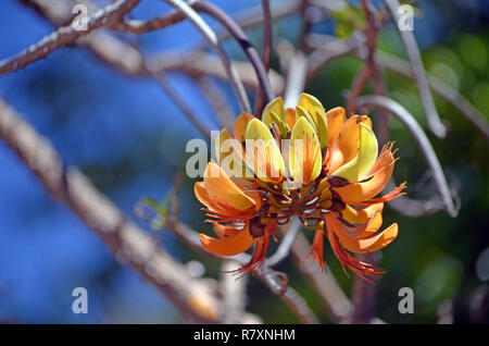 Les autochtones australiens Pine Mountain Coral Tree inflorescence fleurs, Erythrina numerosa, famille des Fabaceae. Endémique au sud-est du Queensland et le nord-est Banque D'Images