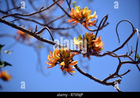 Les autochtones australiens Pine Mountain Coral Tree inflorescence fleurs, Erythrina numerosa, famille des Fabaceae. Endémique au sud-est du Queensland et le nord-est Banque D'Images