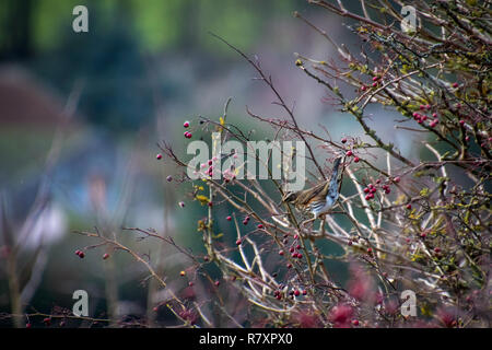Redwing (Turdus iliacus) sur un arbre avec beaucoup de fruits rouges Banque D'Images