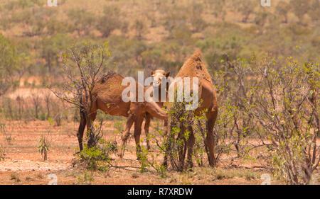 Un groupe de chameaux sauvages, Camelus dromedarius, se nourrissant d'un Bush à l'ouest du Queensland en Australie de l'outback. Banque D'Images