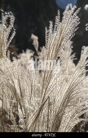 Belles fleurs séchées de hautes herbes Banque D'Images