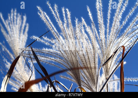 Belles fleurs séchées de hautes herbes Banque D'Images