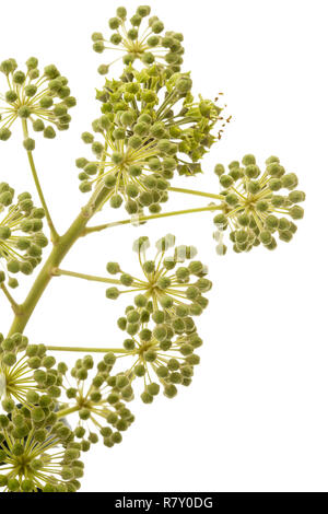 Ivy floraison, de la direction générale avec les inflorescences, isolé sur fond blanc Banque D'Images