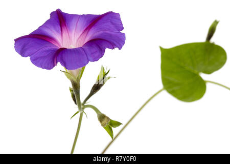 L'Ipomoea flower, Japonais morning glory, isolé sur fond blanc Banque D'Images