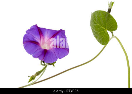 L'Ipomoea flower, Japonais morning glory, isolé sur fond blanc Banque D'Images