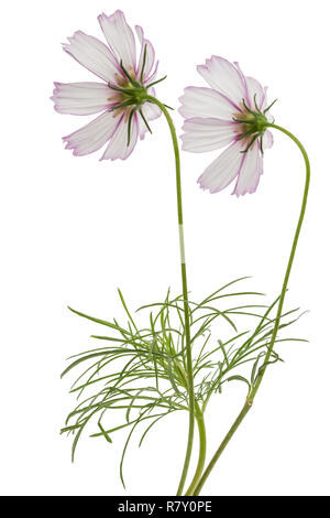 Deux fleurs de cosmos, kosmeya fleurs, isolé sur fond blanc Banque D'Images