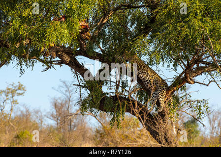 Leopard dans arbre reposant à côté du reste de son tuer Banque D'Images
