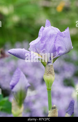 Iris 'Jane Phillips'. Tall bearded Iris. Banque D'Images