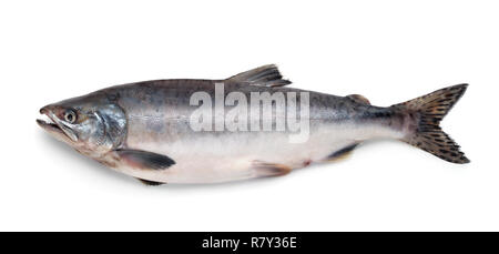 Poissons Saumon atlantique frais isolated on white Banque D'Images