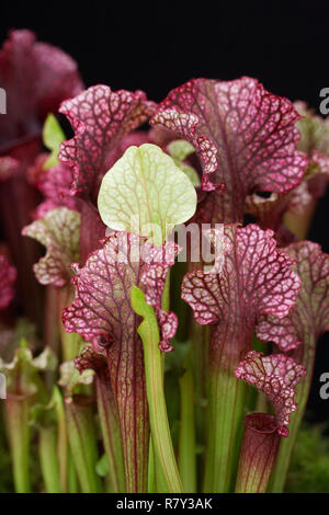 Sarracenia hybride. Banque D'Images